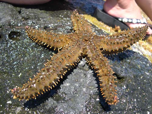 Pantelleria Stella di mare