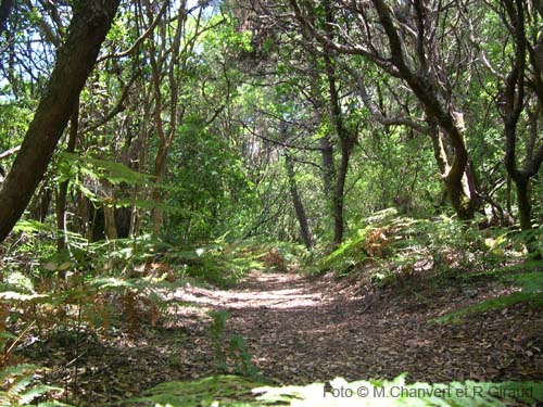 Pantelleria vegetazione bosco montagna