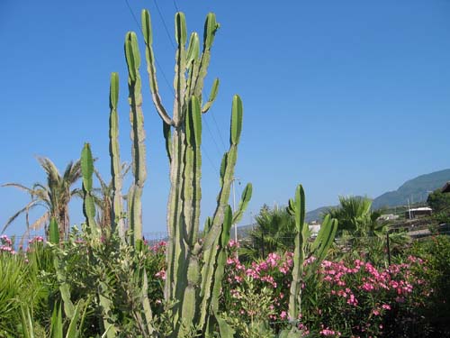Panorama con cactus di Pantelleria