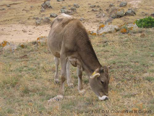 Pantelleria contrade fauna mucca