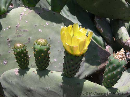 Pantelleria piante fichi d'india