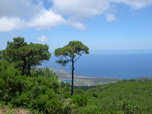 Pantelleria: panorama dalla Montagna con pini e Lago di Venere