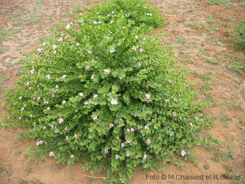 Pantelleria capperi pianta