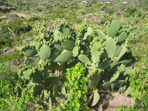 Pantelleria contrade piante